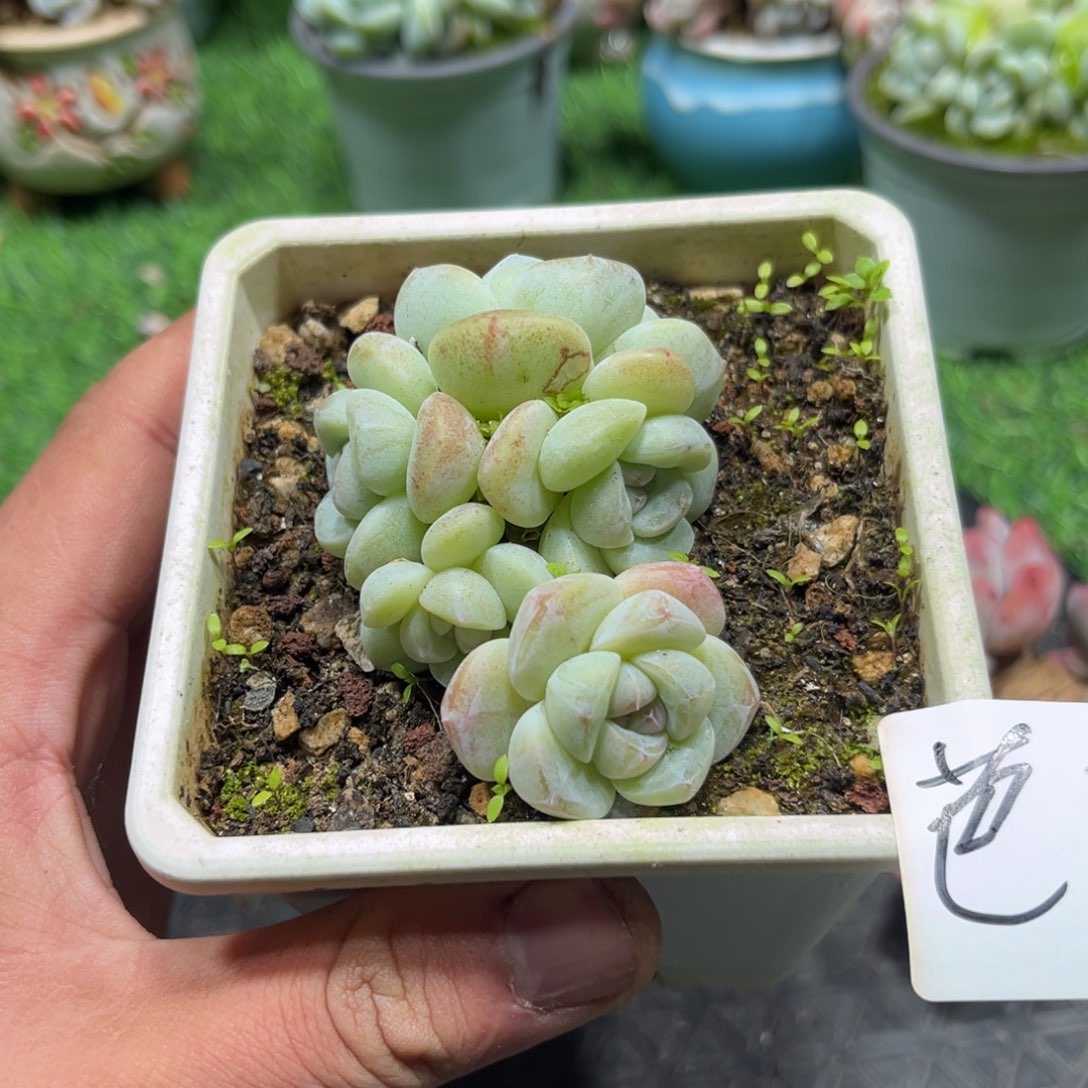 芭比专拍冰玉群生