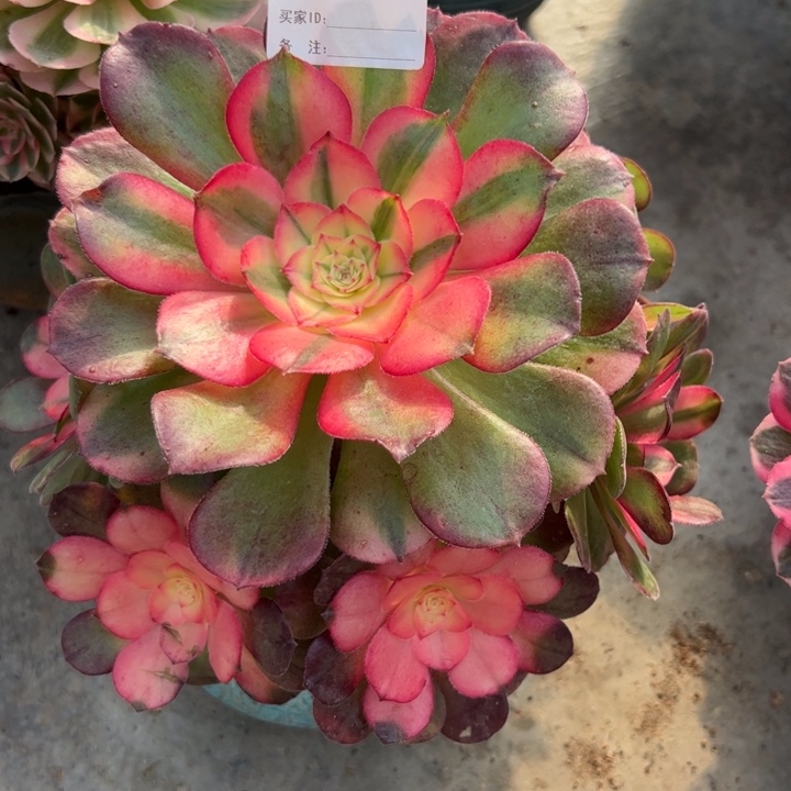 410荔枝16厘米左右小精品朵