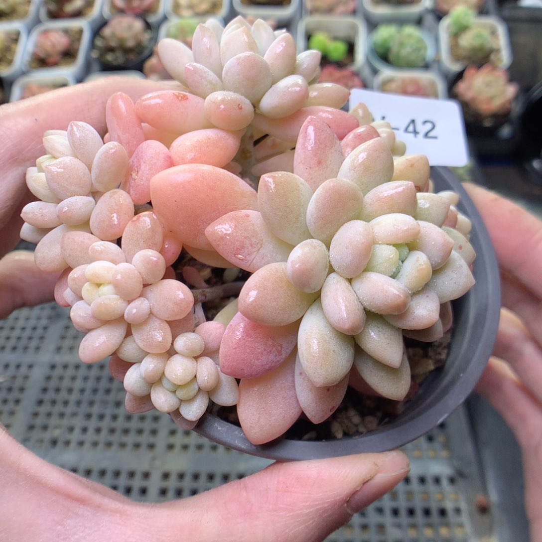 W42y y y y y y y y yy y