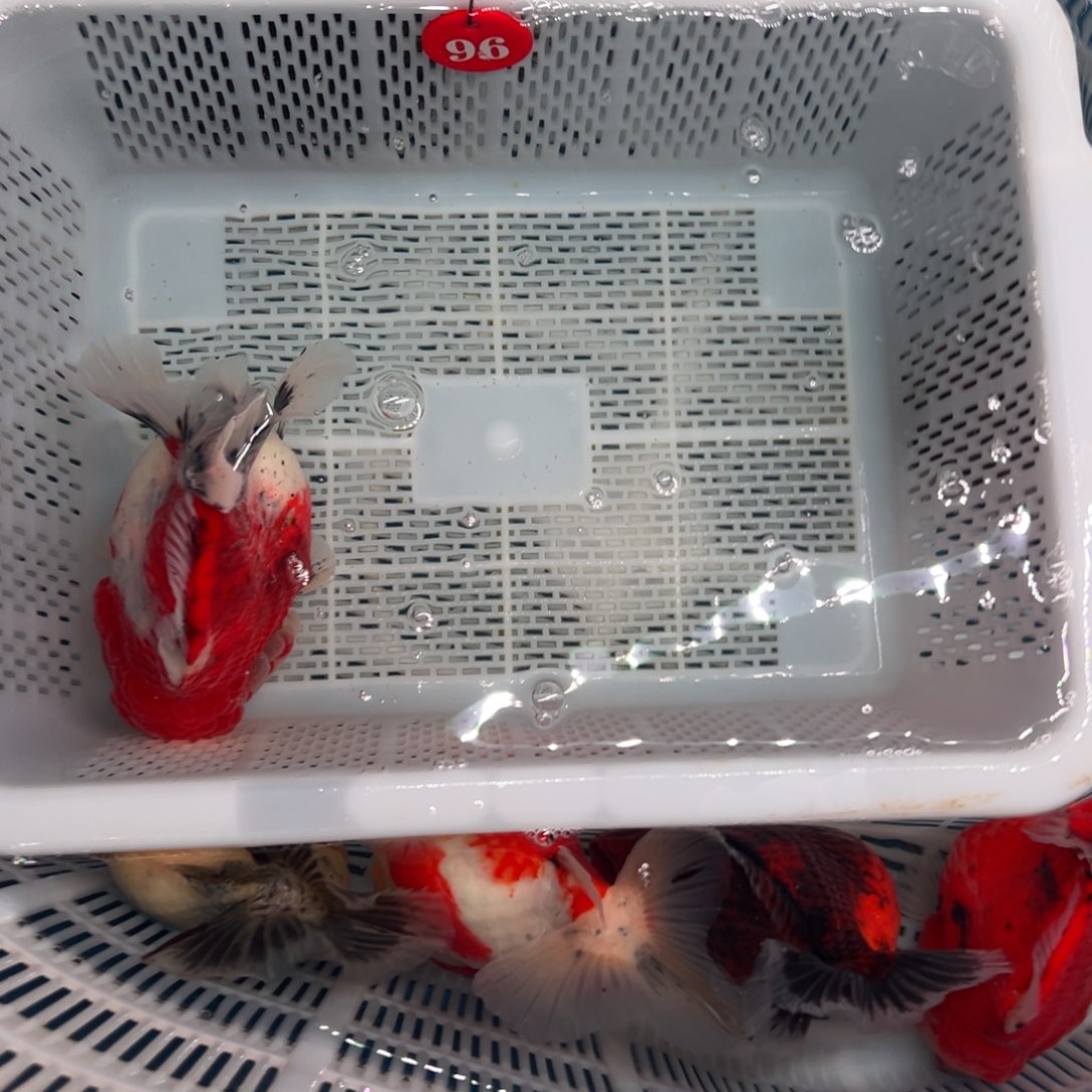 一***吖海水鱼包邮作品中出现大量写入