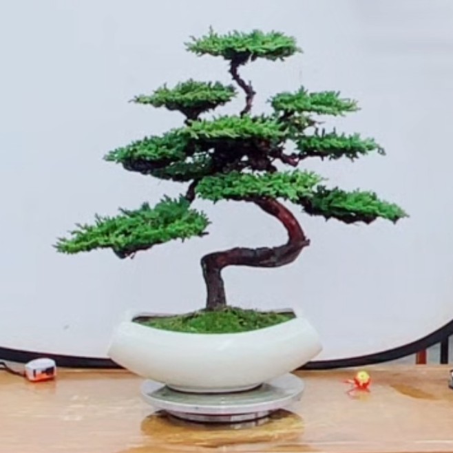 精品老桩S弯原生桩珍珠柏