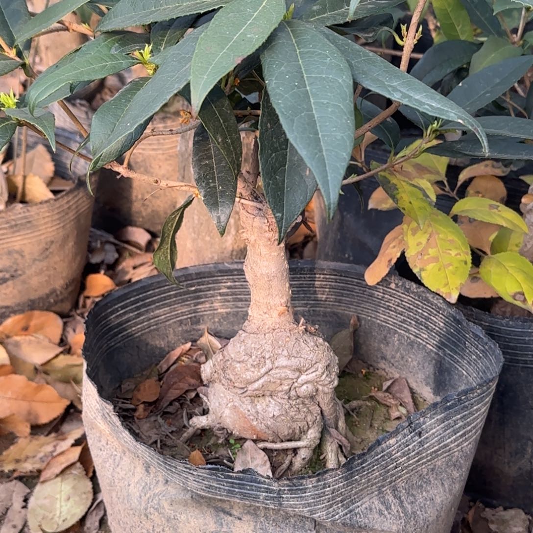 我***然无花朵桂花。四季桂系列