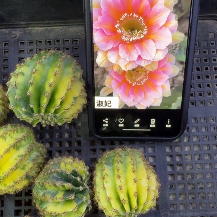 216彩草淑妃锦歪4公分左右无根侧牙，20包邮