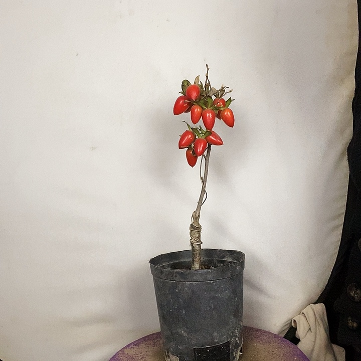 春***暖大量花朵（建议范围：8朵-15朵 或40%以上）