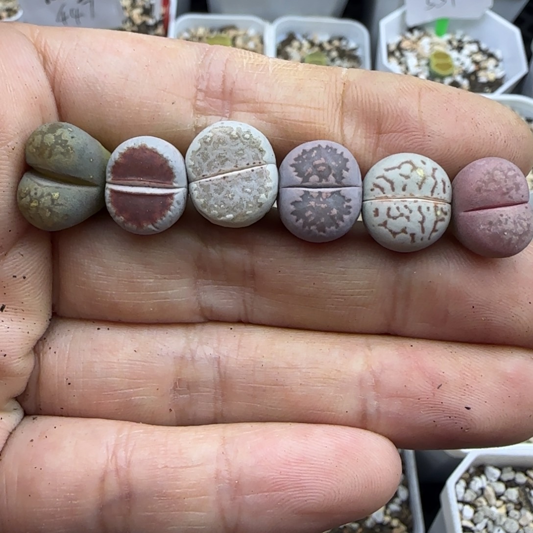 627 清框福利30包邮