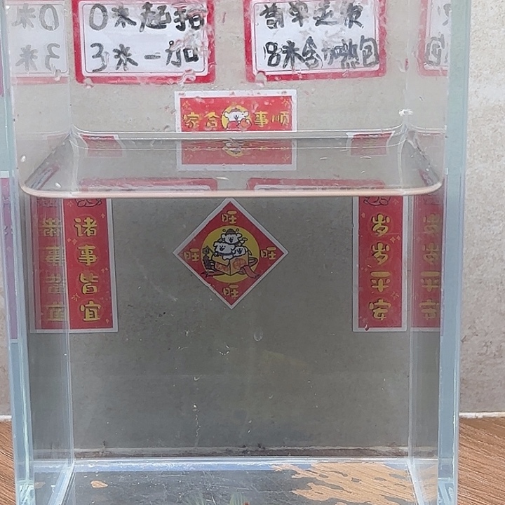 斗鱼泰国斗鱼母鱼混养