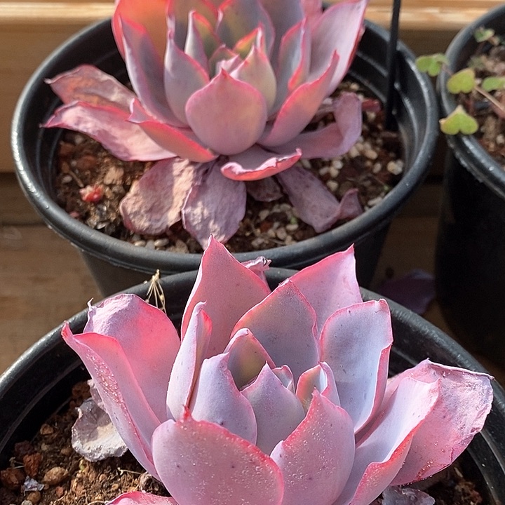 115晚霞 单头 福利多多