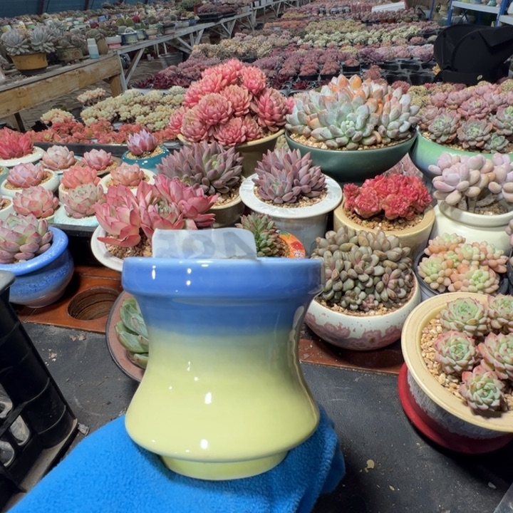 特价花盆满50发货内口9.5