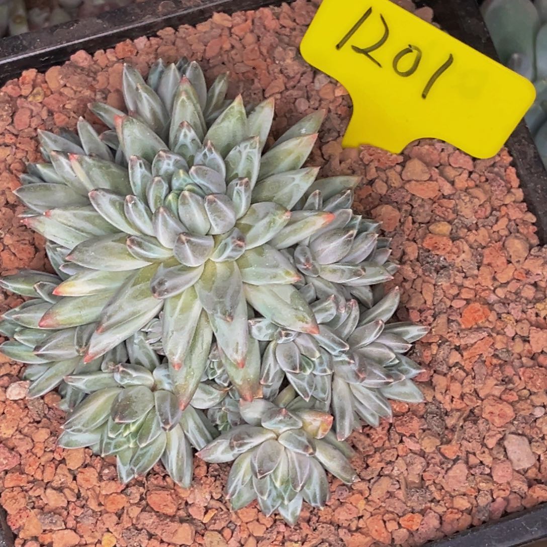 1201号晚上多肉植物群生多肉植物