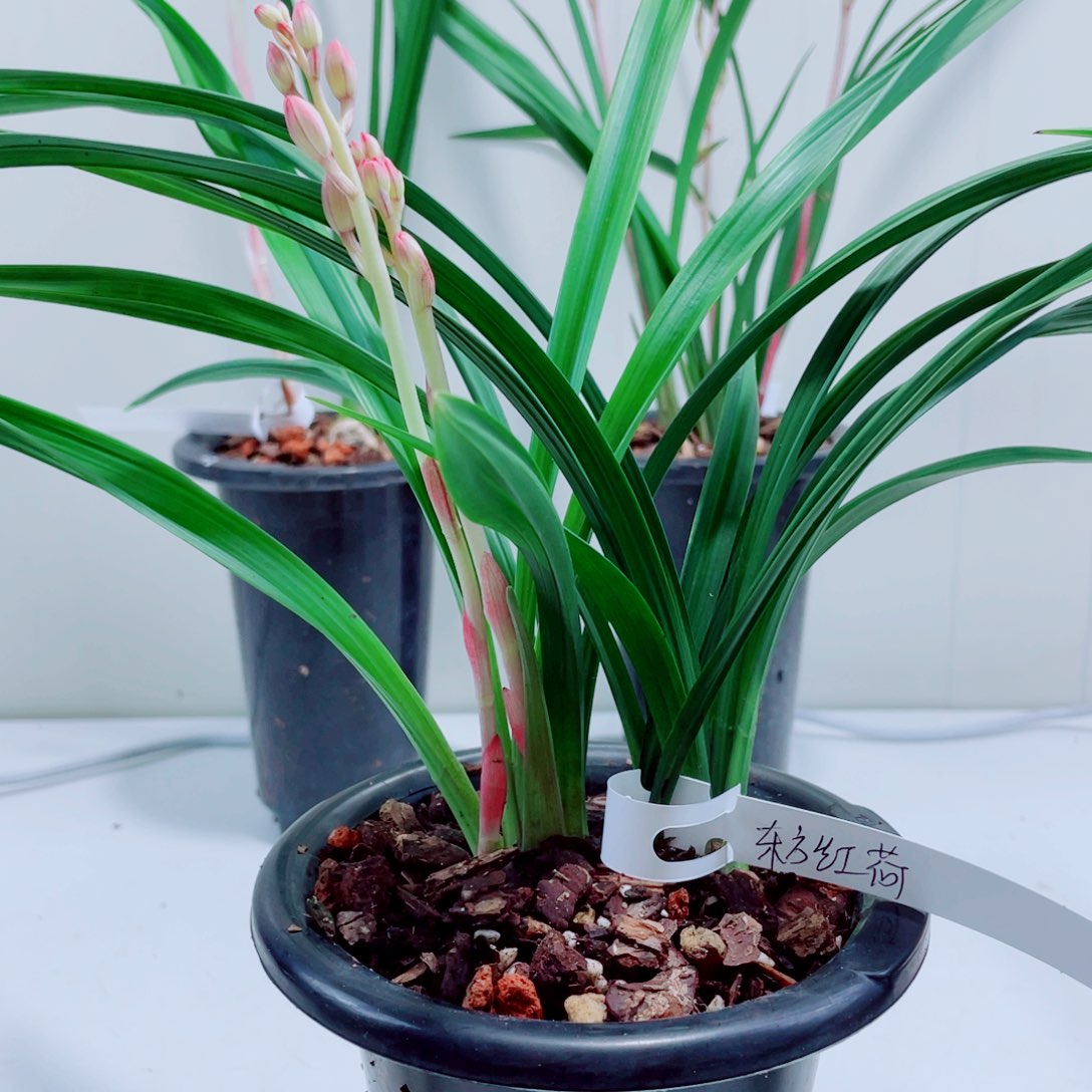 当前无花栽培后可以开花