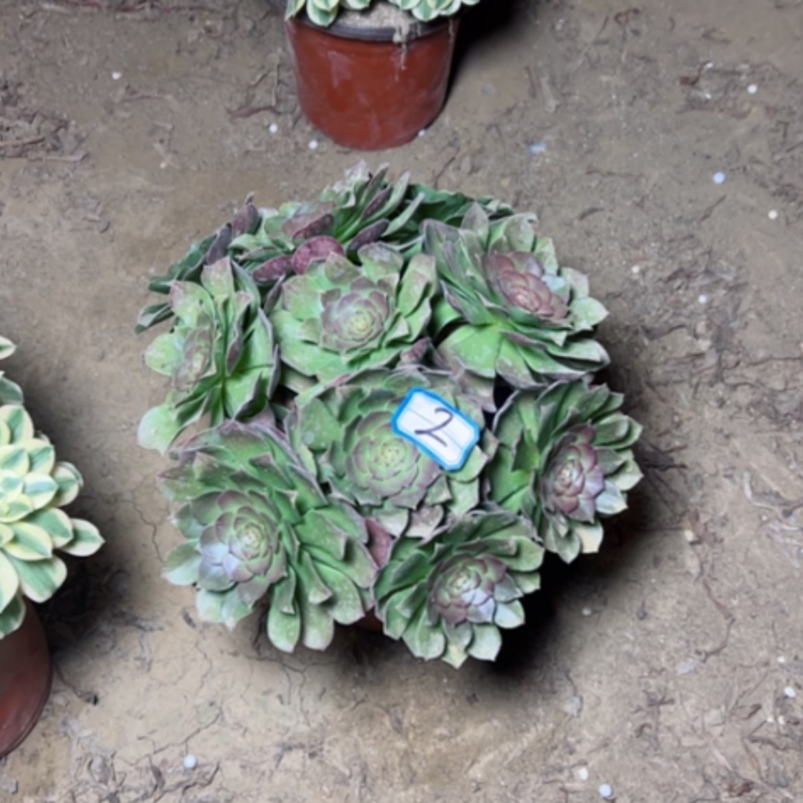 【闪购商品】多肉植物莎拉碗2