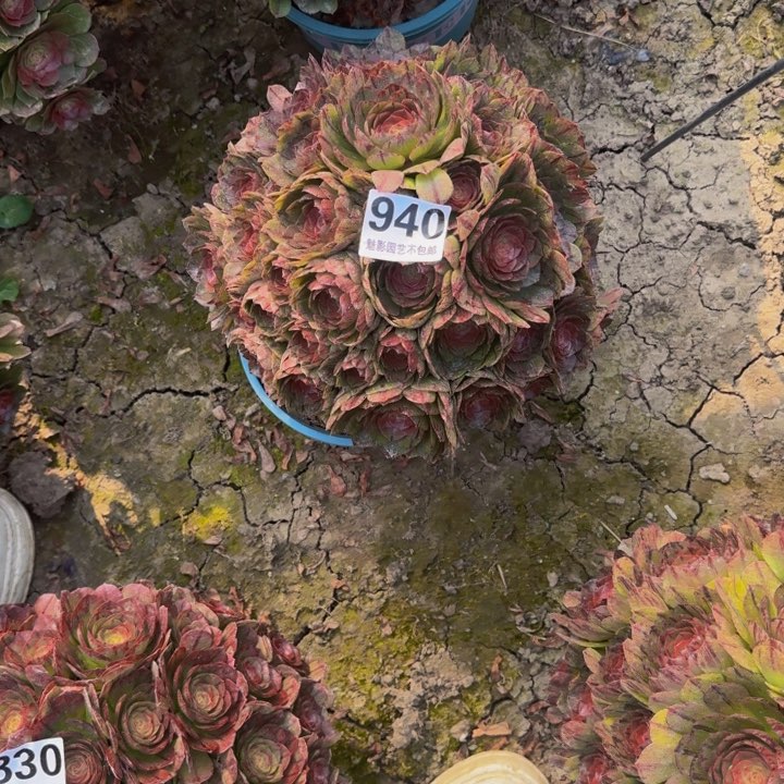 拉丝花29-54包邮花花