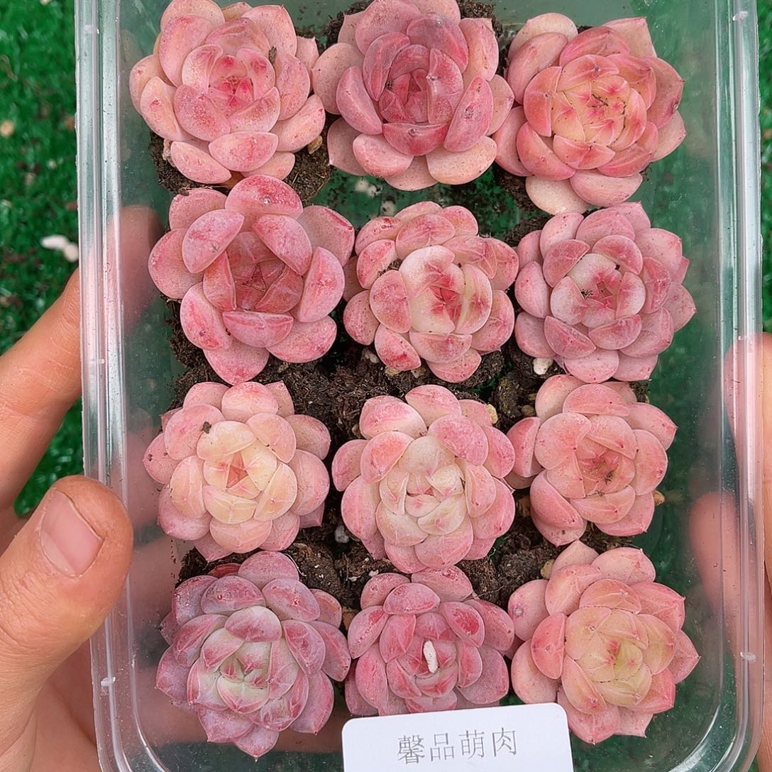 多肉植物一物一拍3-48