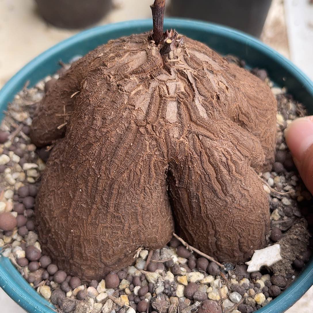 实生象足龟甲龙一物一拍