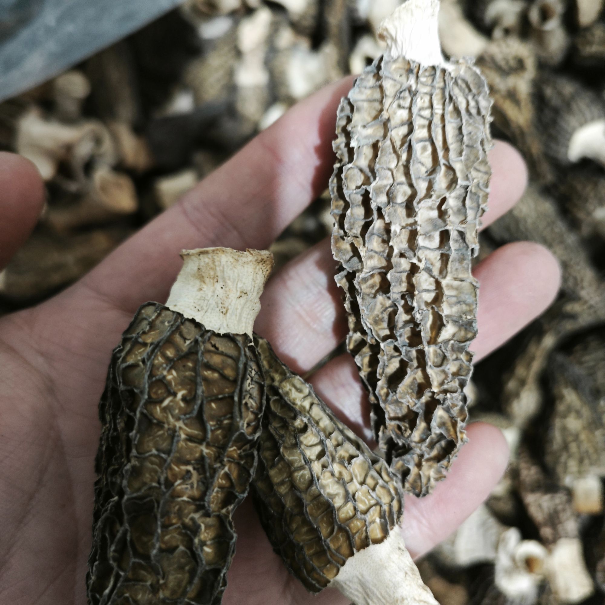 【实物参照直播间】临时链接羊肚菌干货