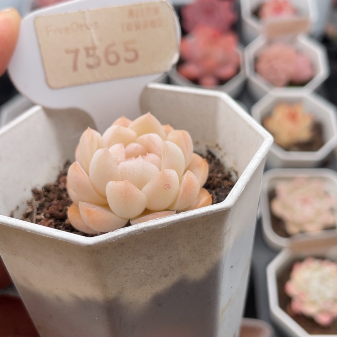 白桃汽水7565-3.5厘米