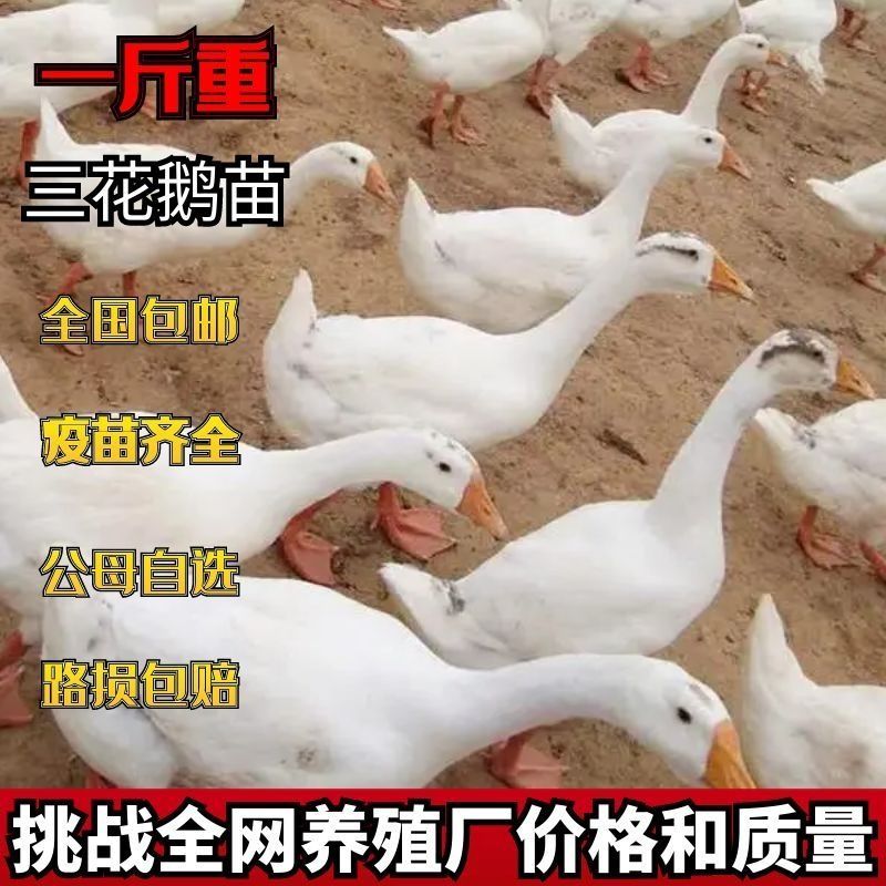宠物鹅一斤三花鹅苗白鹅活苗大白鹅产蛋活体脱温鹅苗