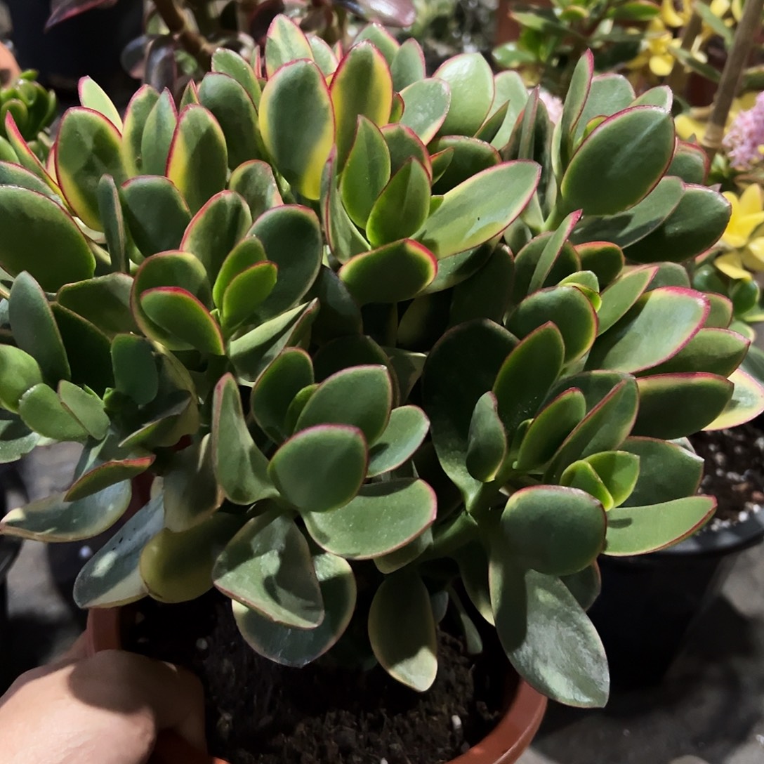 稀有新花月锦带土球发货5107