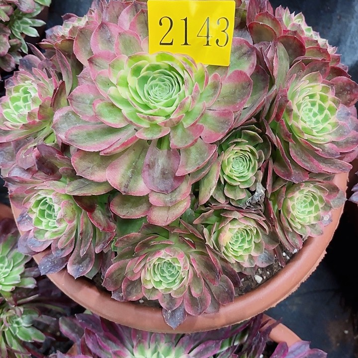 多肉植物福利2143