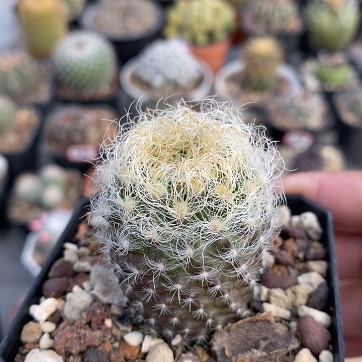 【闪购商品】白翁玉