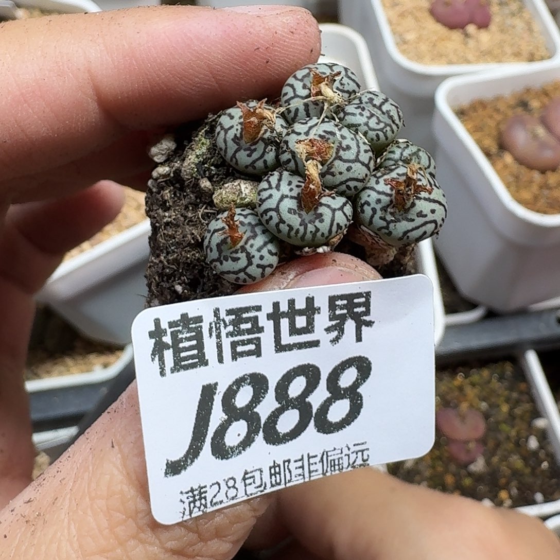 多肉植物的人的动作fbj