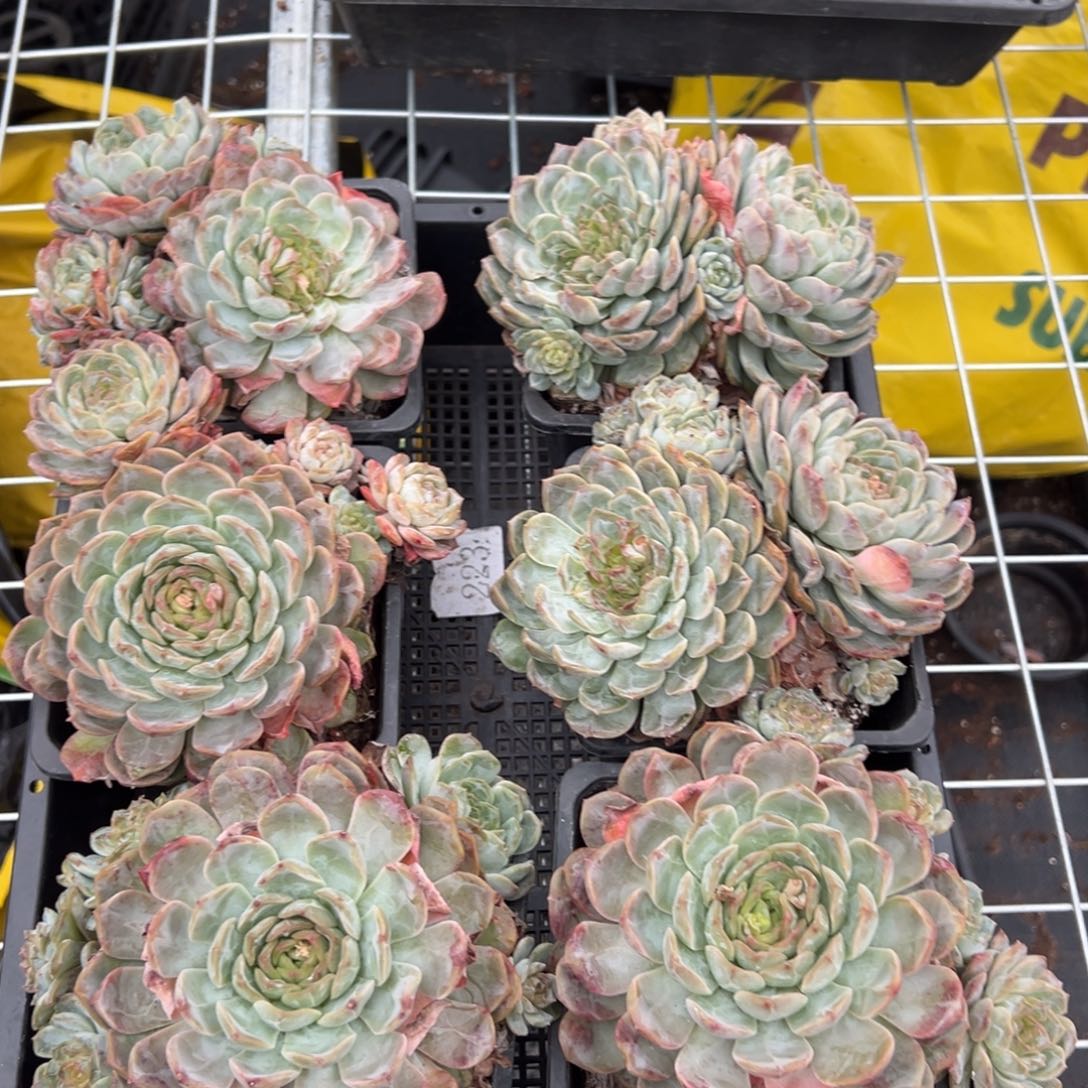 4664量肉肉肉肉肉肉肉肉肉