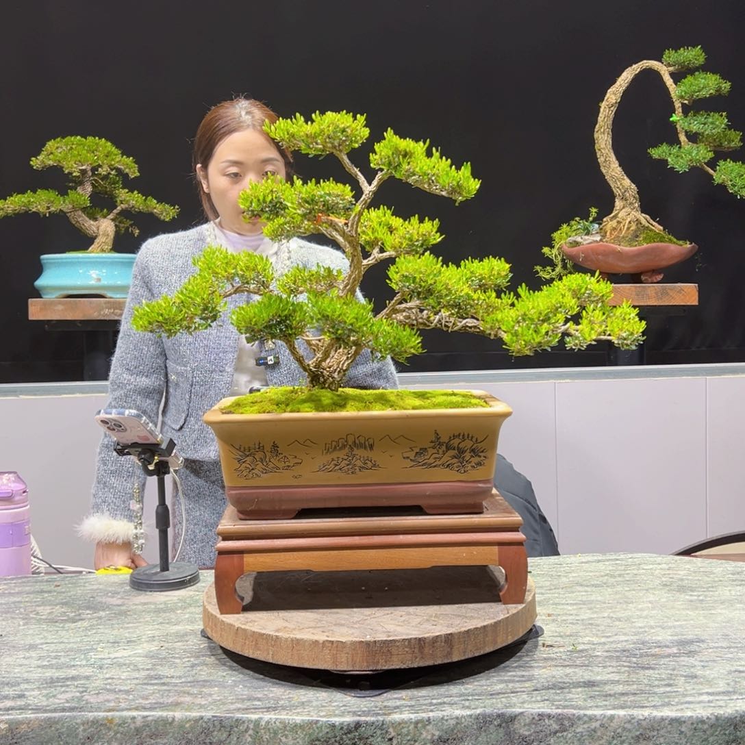 绿植黄杨盆景爱**星盆景