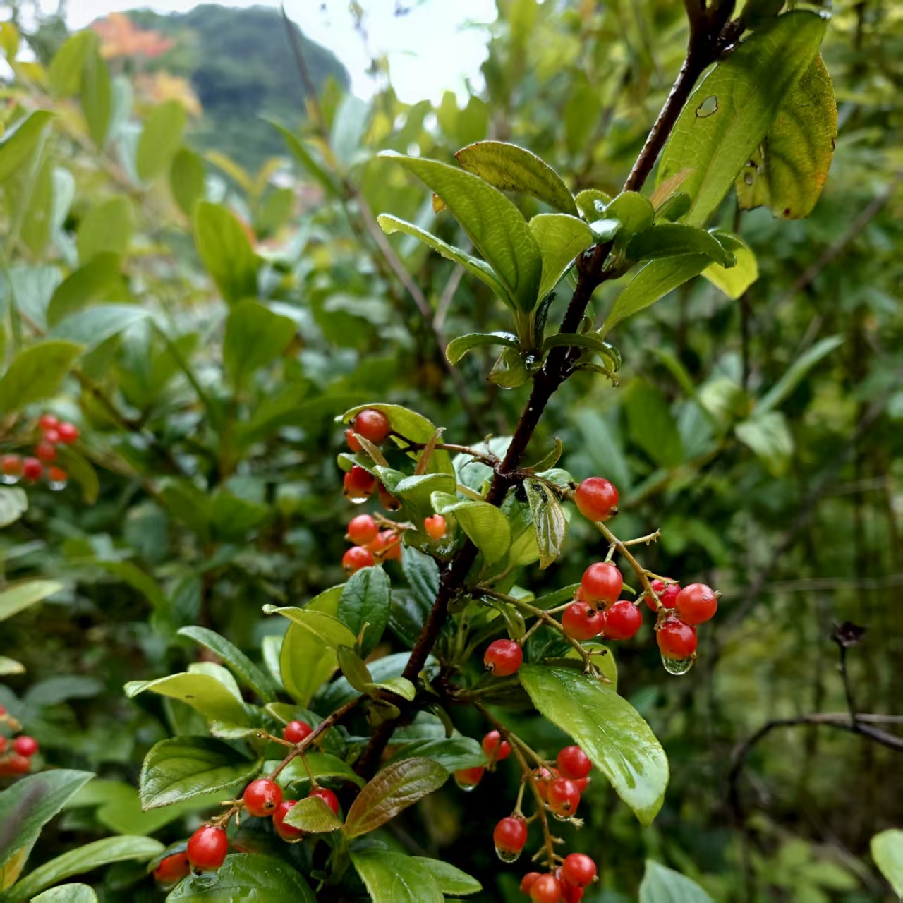 拐子树 跌打豆750克 【风风 湿湿 专属】