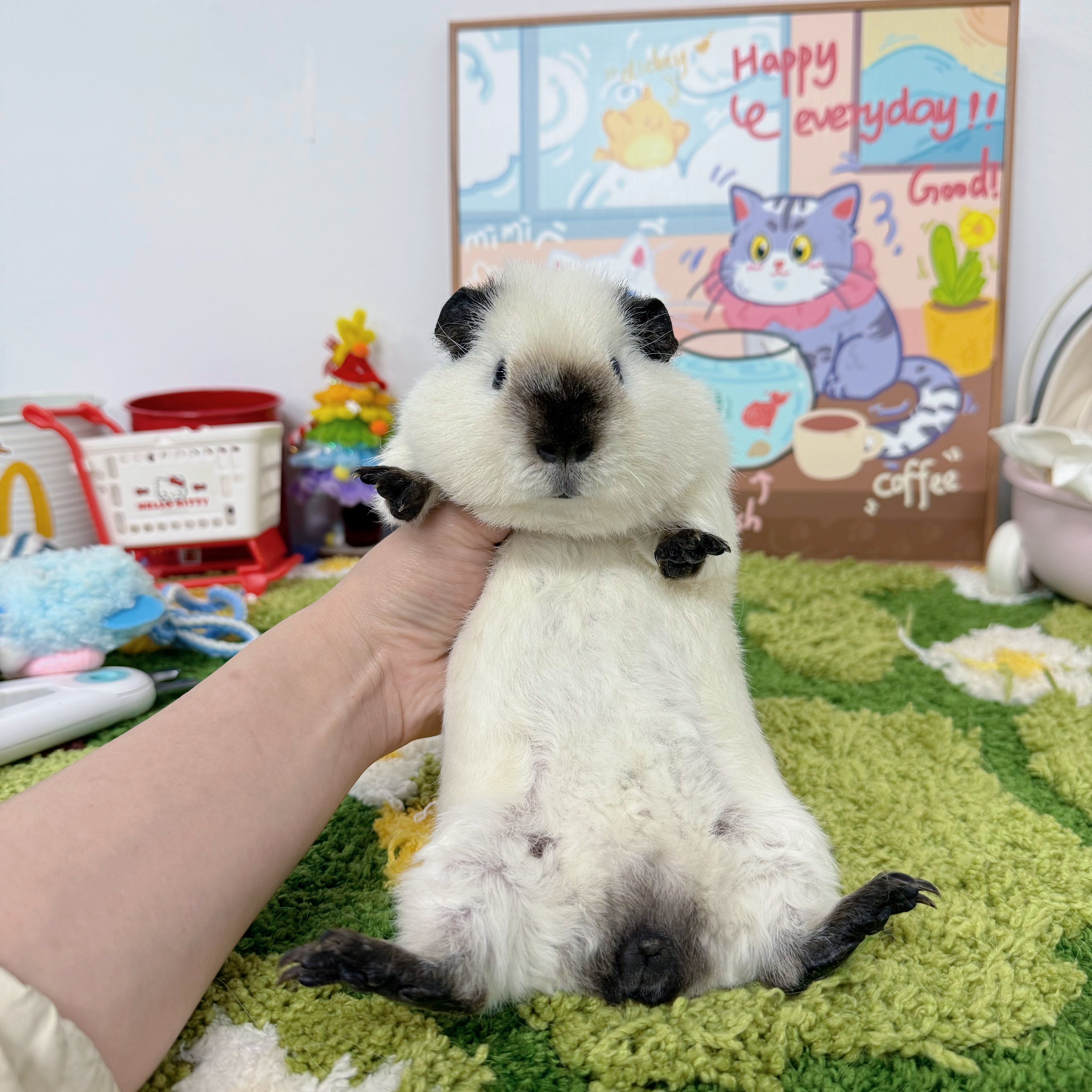 白泰加弟弟顺丰包邮