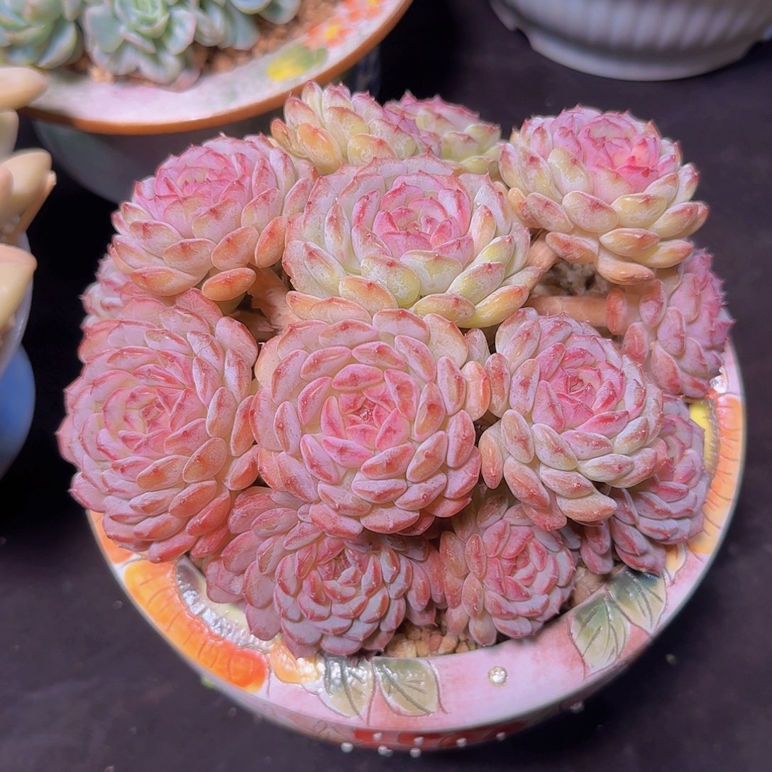 m***i白胖子多肉一物一拍