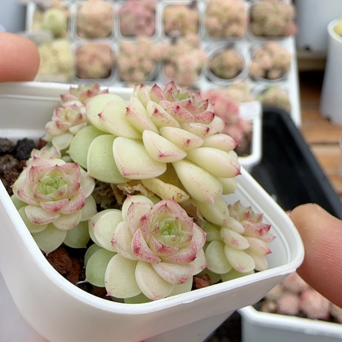 【闪购商品】0209-31优选麦杆