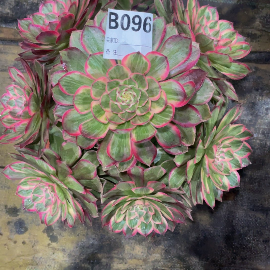 096莲花座11111多肉