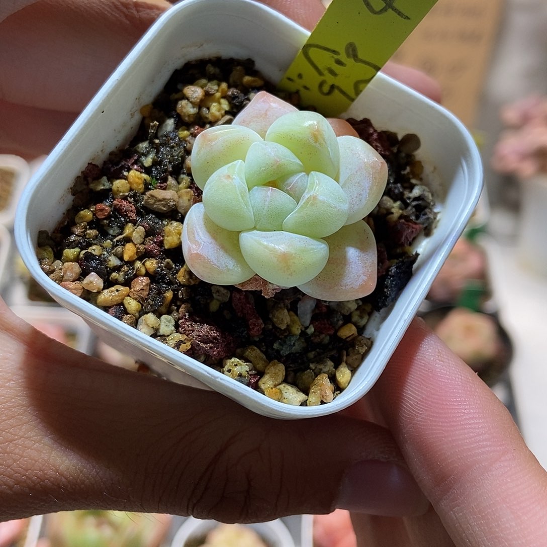 47 小丸子精品多肉