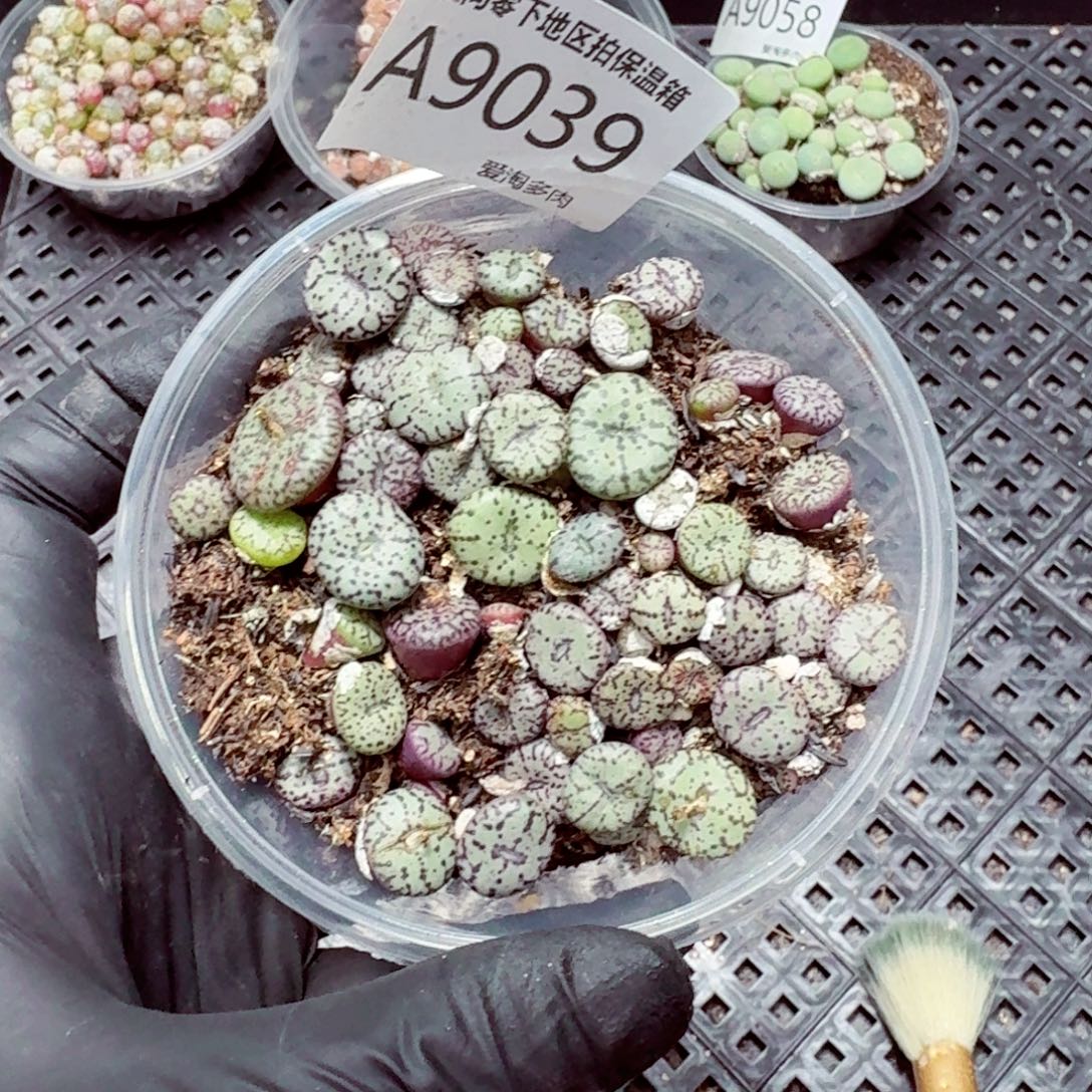 9039––零下地区需拍保温箱