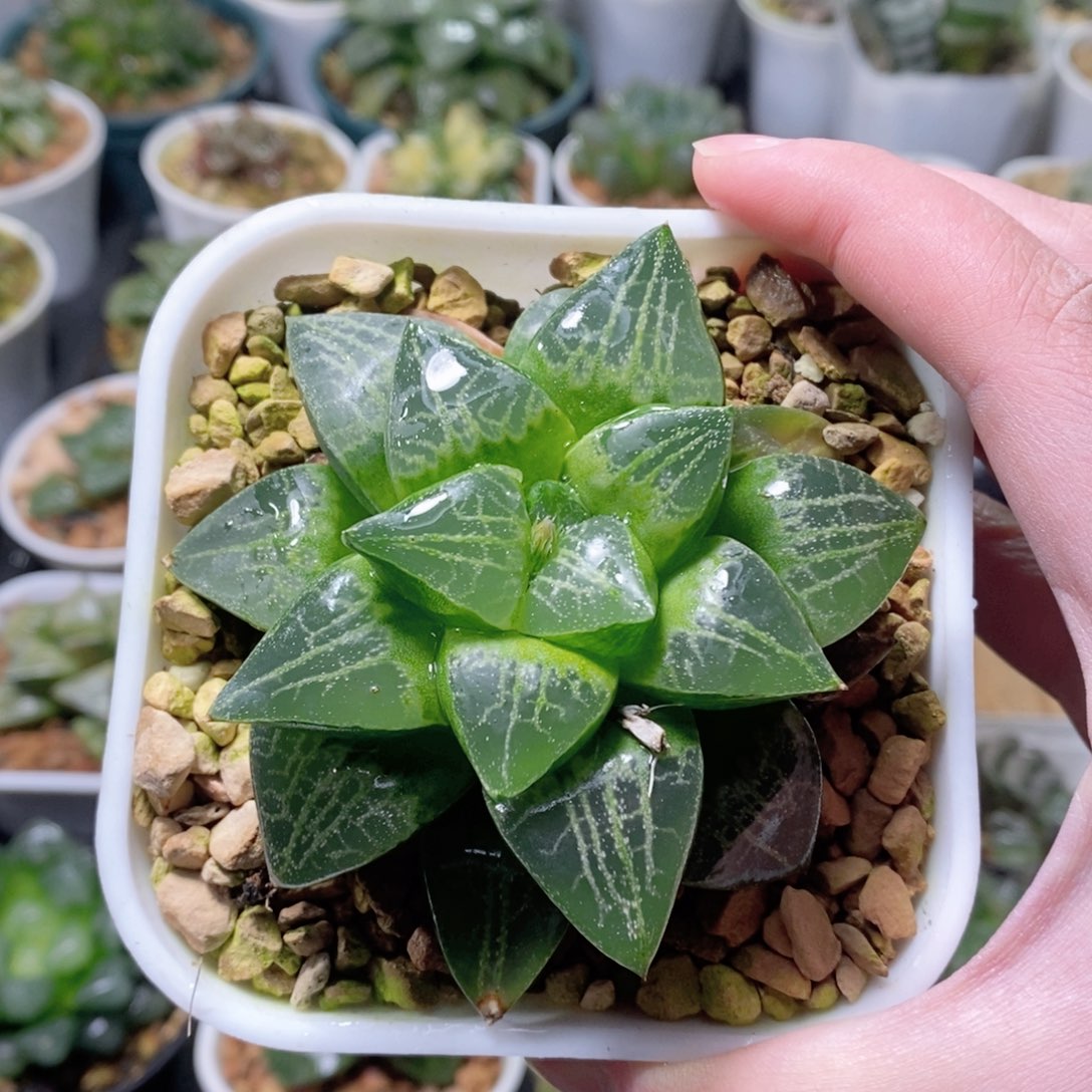 绿蛙寿玉露多肉母本