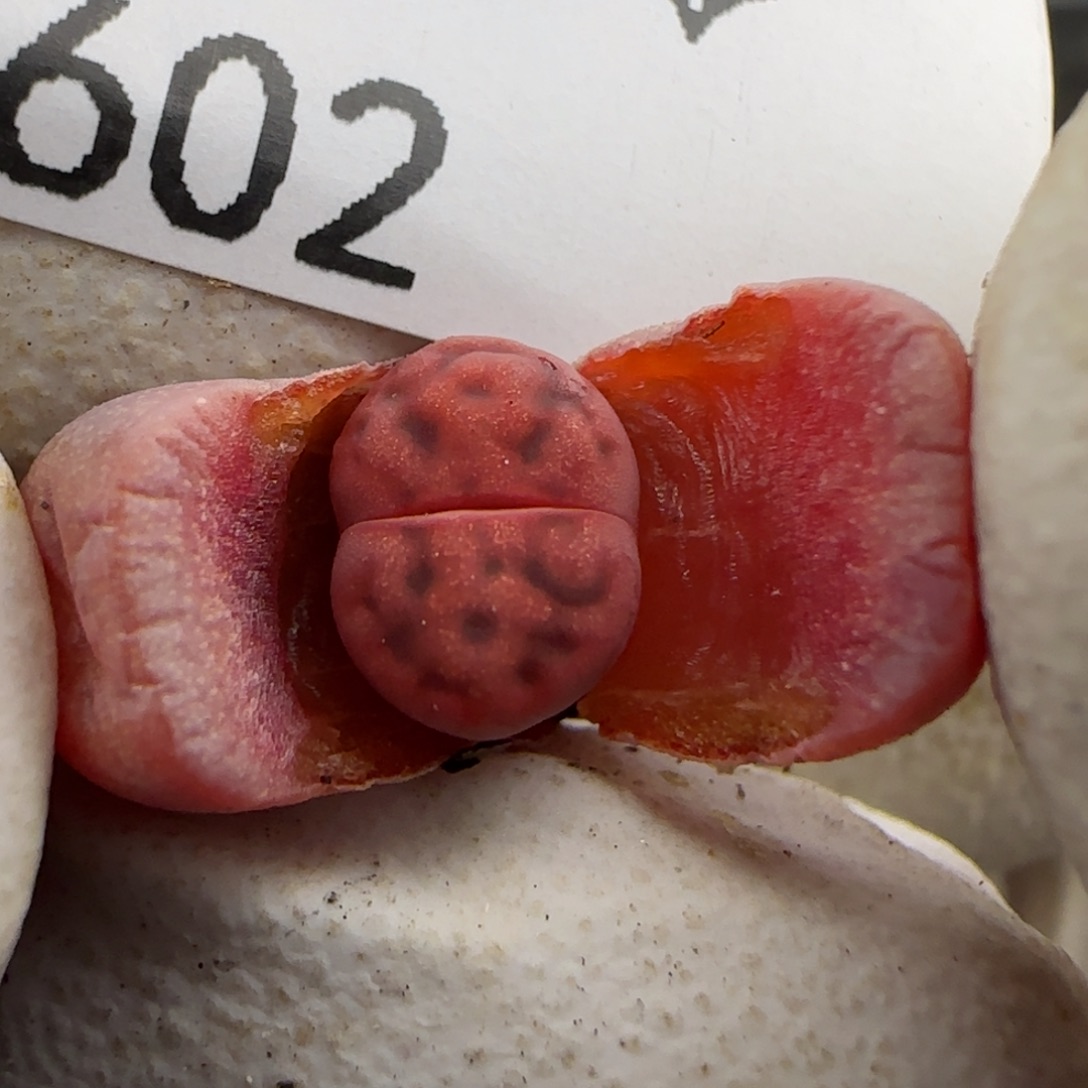 0602。阿克塞尔。一年。不大。