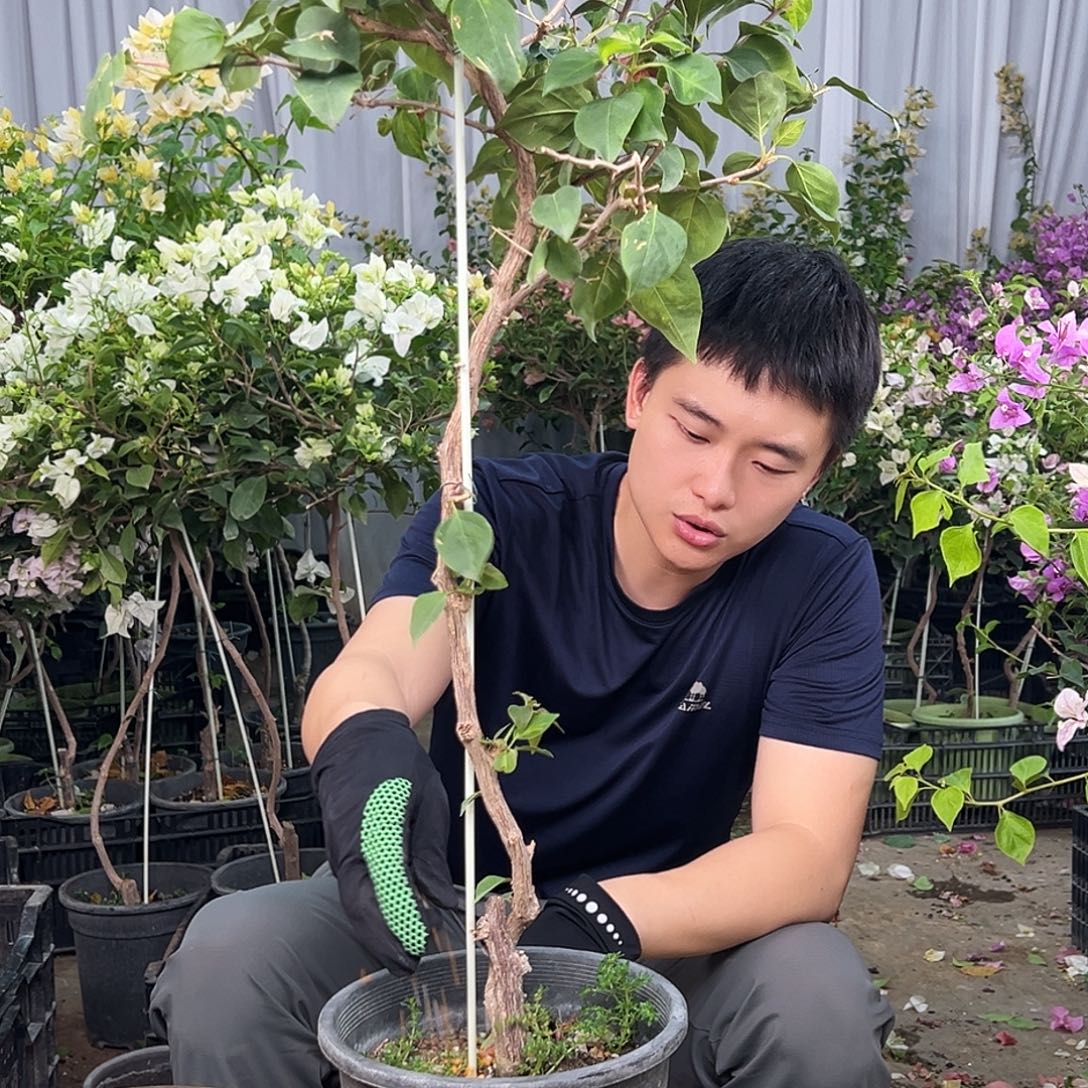 永***言大部分花苞少量开放F26日落