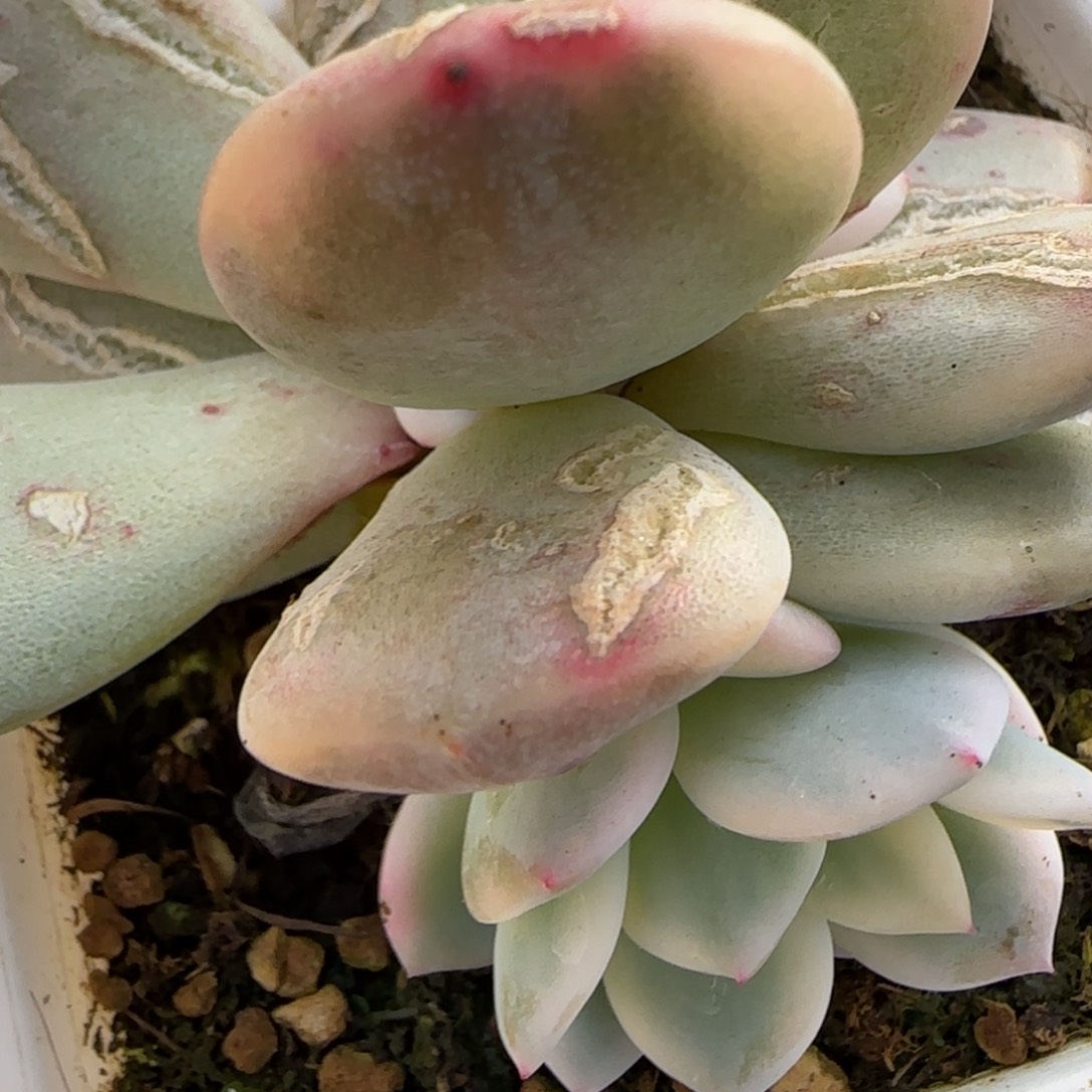 梦露锦底座  多肉植物