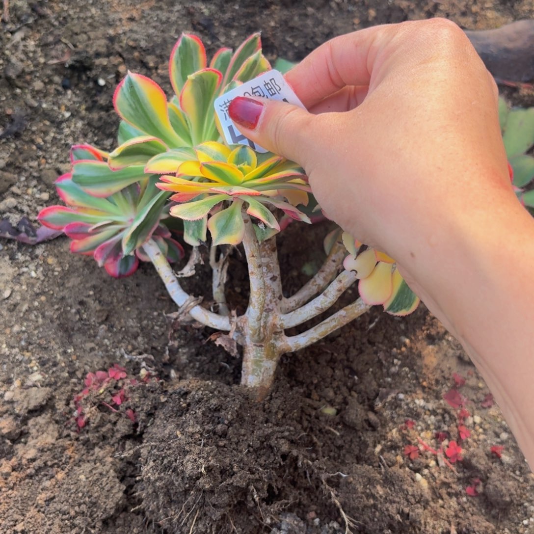 21多肉植物捧花的