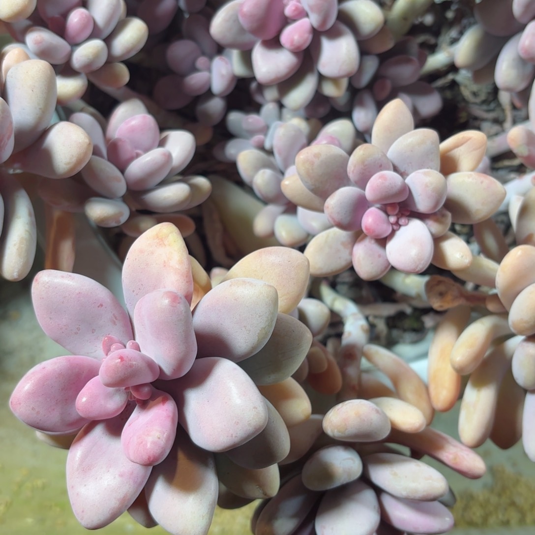 七*后桃蛋28-13。 ，   