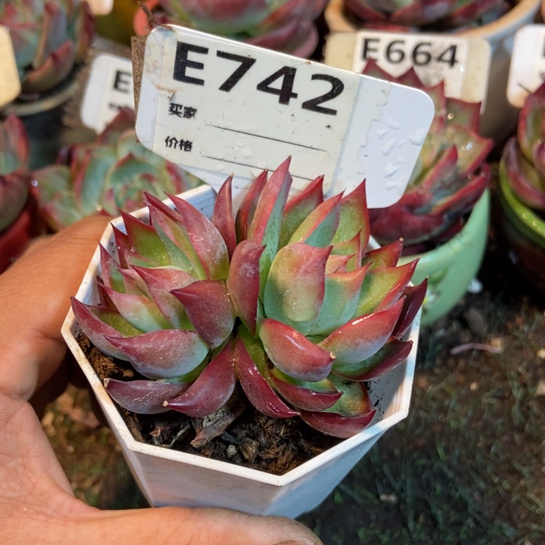 惊鸿一瞥742号楼多的