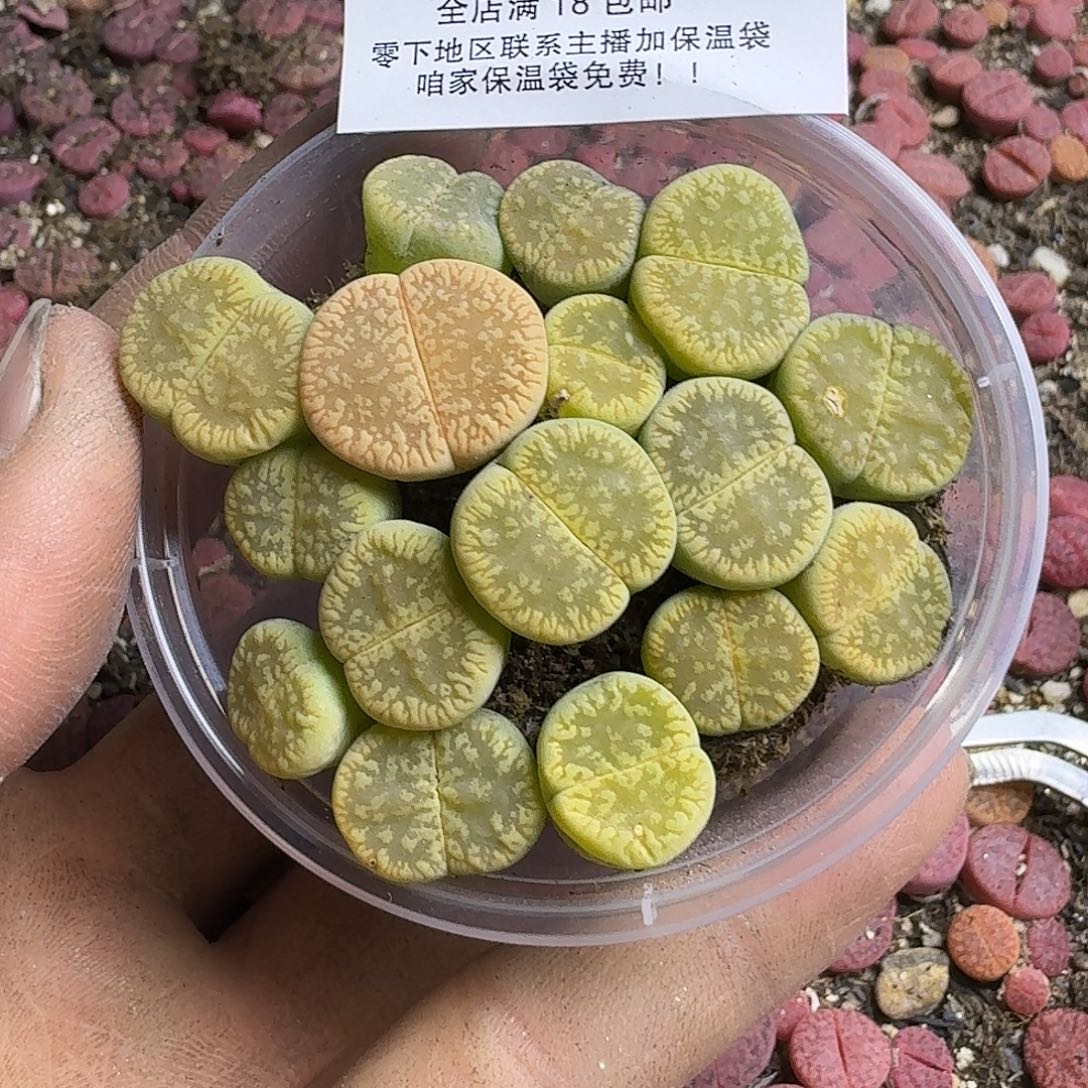 1446 哈哈哈哈哈哈哈哈