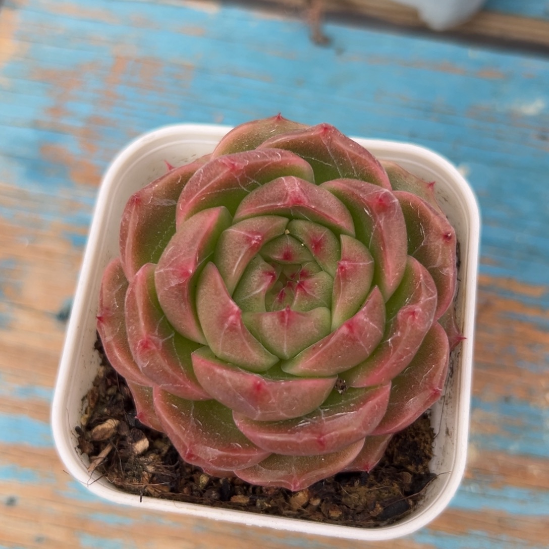 多肉植物一物一拍（4号）