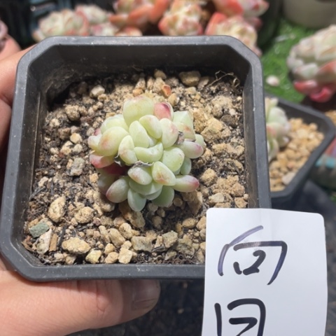 向日专拍冰玉小群多肉