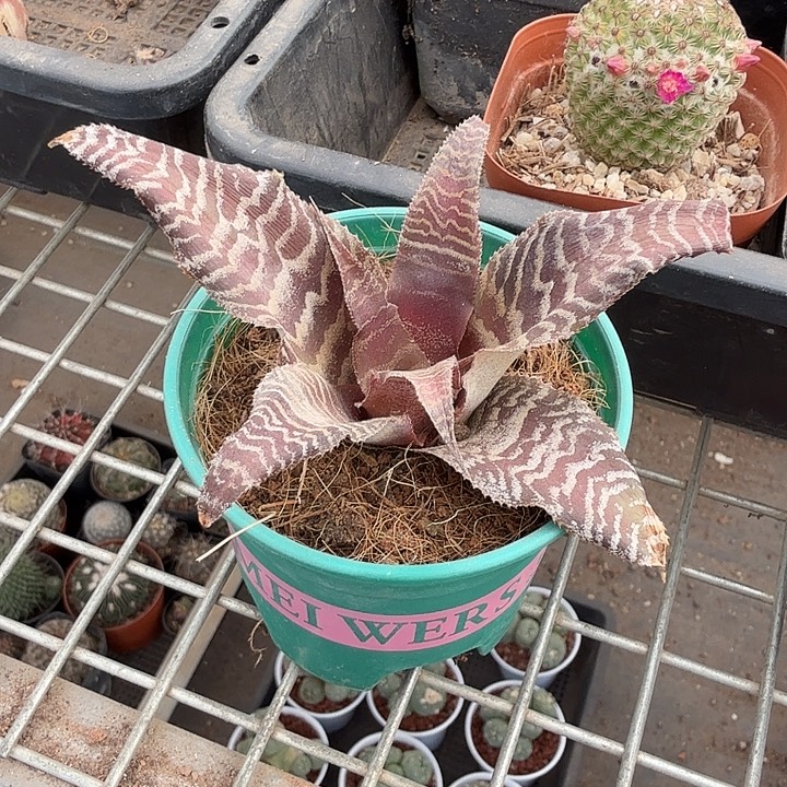 泰国黑蜘蛛11仙人球