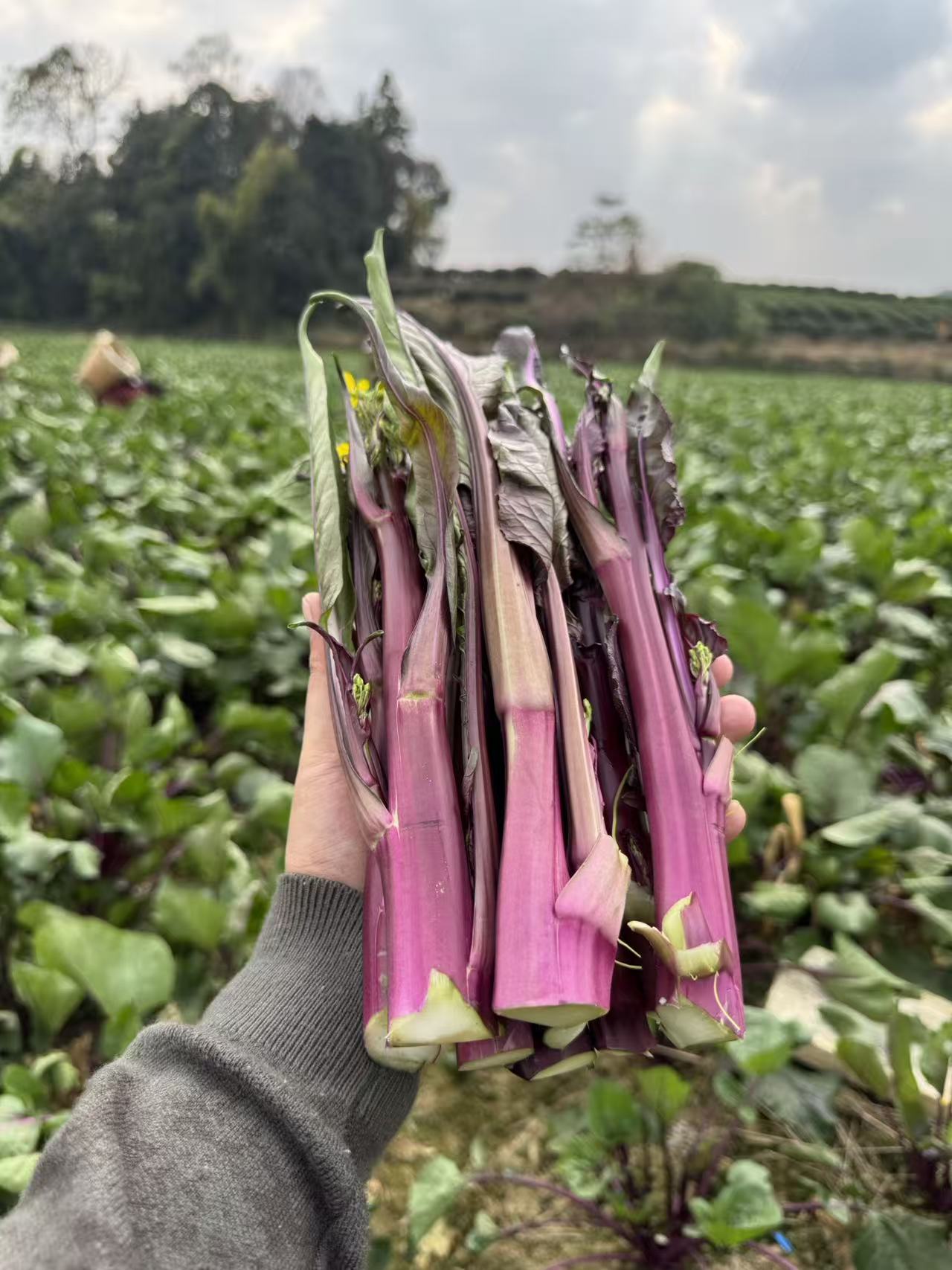 贵州威宁高山打霜红菜苔现摘现发花青素满满