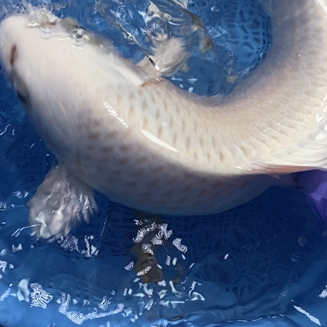 锦鲤冷水锦鲤包邮
