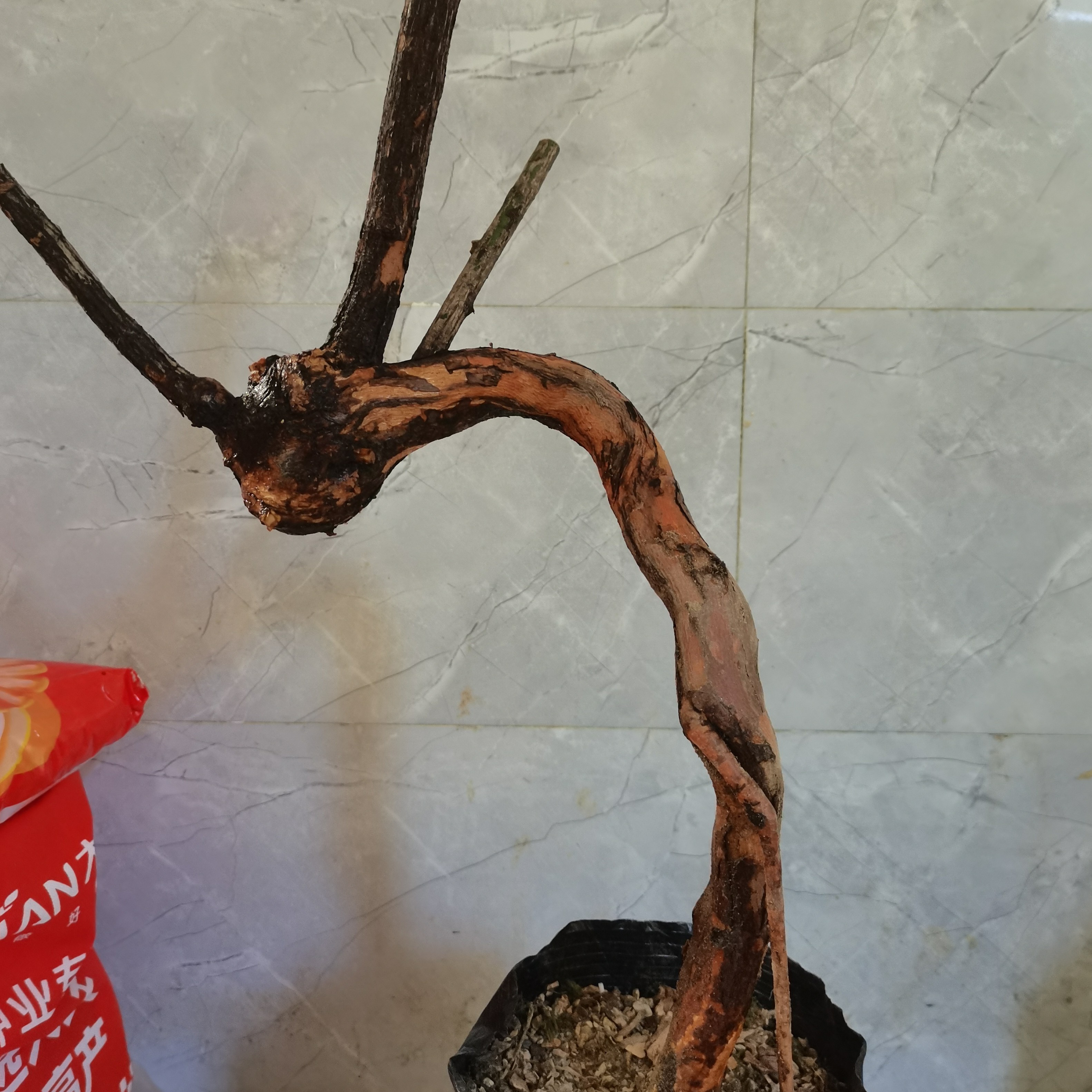 山木香老桩盆景，生桩