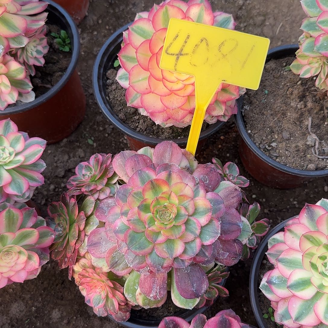 4081--+海神多头多肉