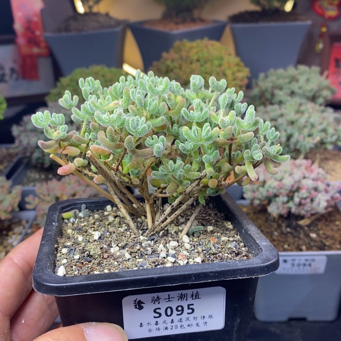 095优选冰晶枝干